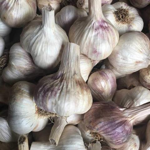 Garlic, Siskiyou Purple - Certified Organic
