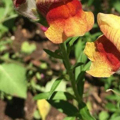 Snapdragon, Wali's Mix