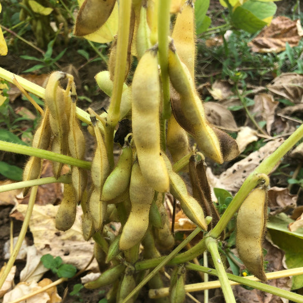 Beans, Black Pearl, Soybean
