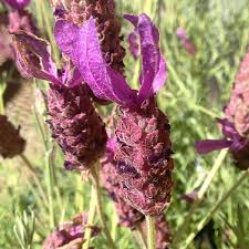 Lavender, Spanish
