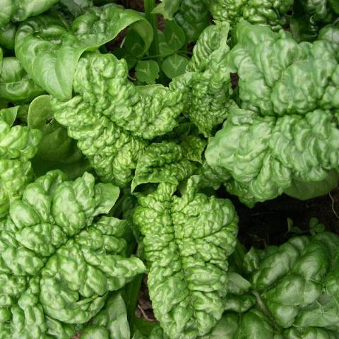 Spinach, Long Standing Bloomsdale