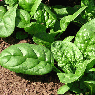 Spinach, Monnopa