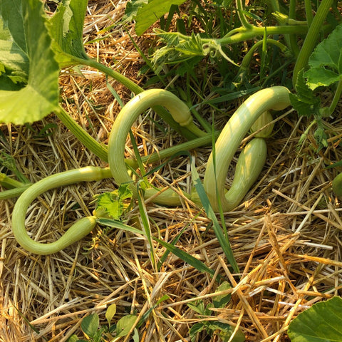 Winter Squash, Tromboncino