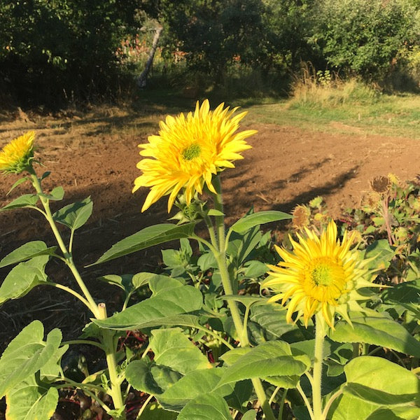 Sunflower, Goldy Double, organic, open pollinated, cut flower