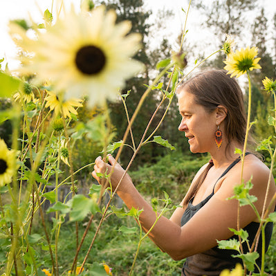 Sunflower, Italian White, organic, open pollinated, cut flower