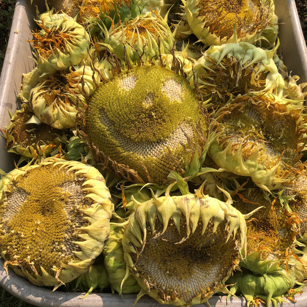 Sunflower, Tarahumara
