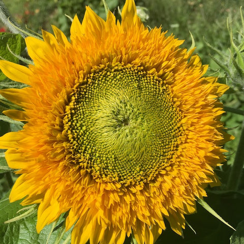 Sunflower, Teddy Bear