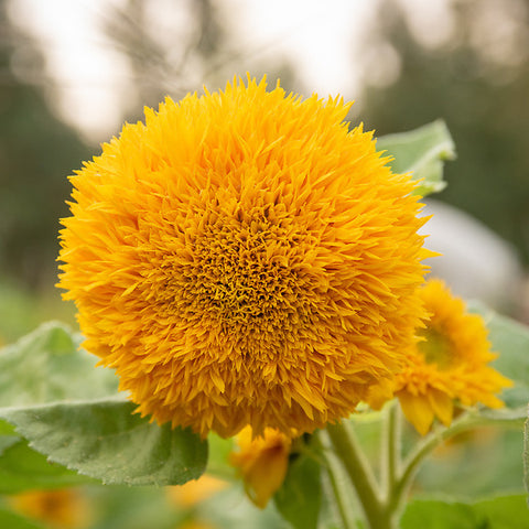 Sunflower, Teddy Bear