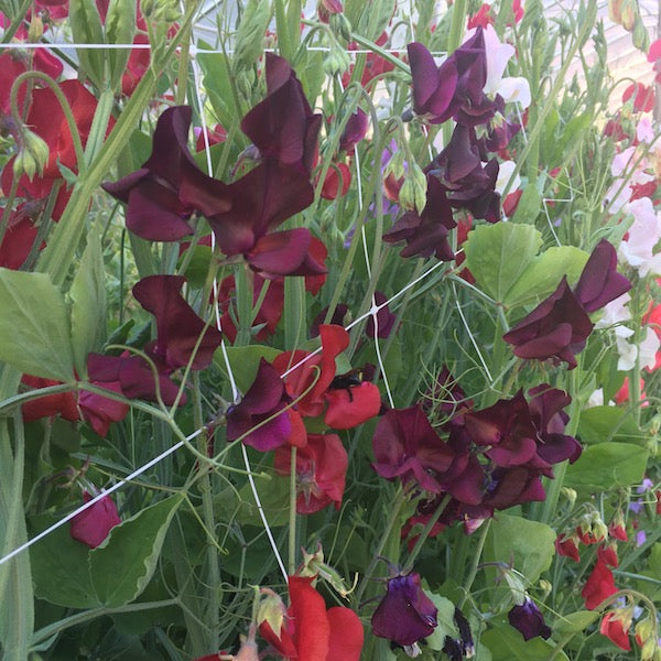 Sweet Cream & Berry Mix Sweet Pea, organic, open pollinated, cut flower