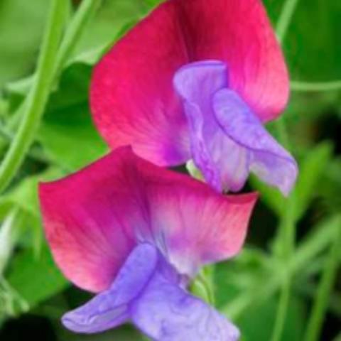 Sweet Pea, Cupani