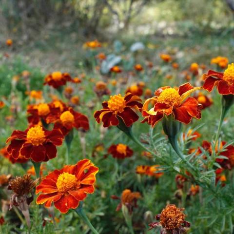 Marigold, Tashkent