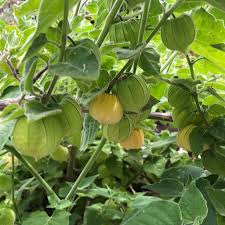 Tomatillo, Golden Husk