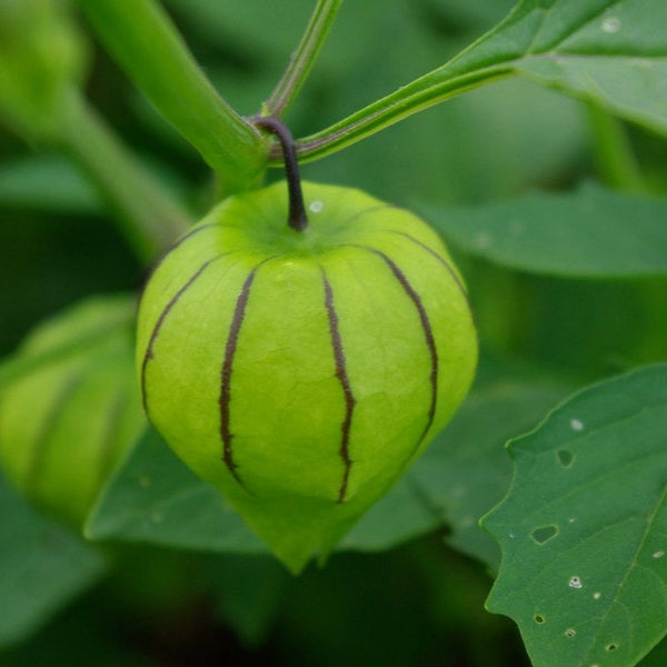 Tomatillo, Golden Husk