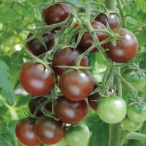 Tomato, Chocolate Cherry
