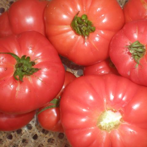 Tomato, Granny Cantrall’s