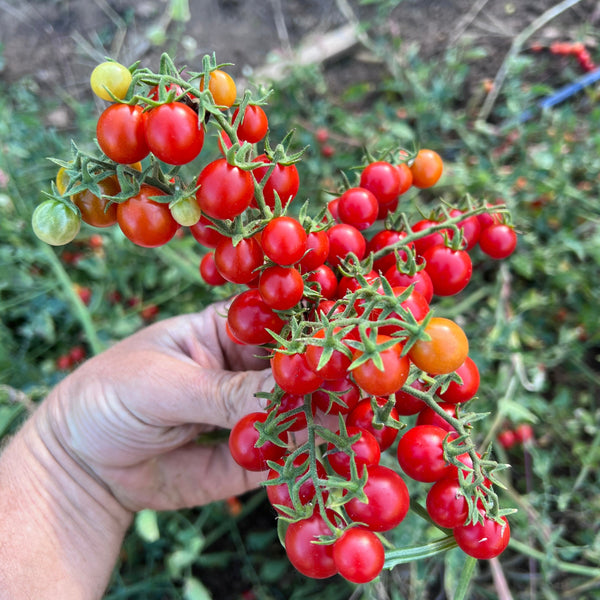 Tomato, Red Centiflor