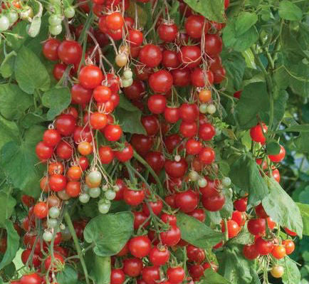 Tomato, Red Centiflor