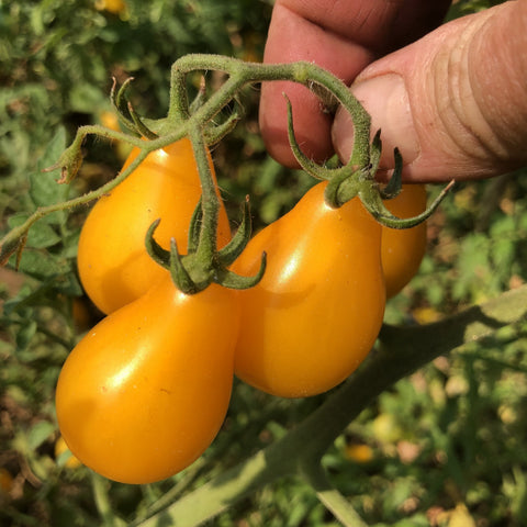 Tomato, Yellow Pear