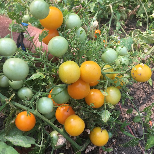 Tomato, Yellow Centiflor