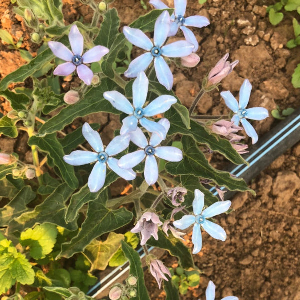 Milkweed, Heavenly Blue