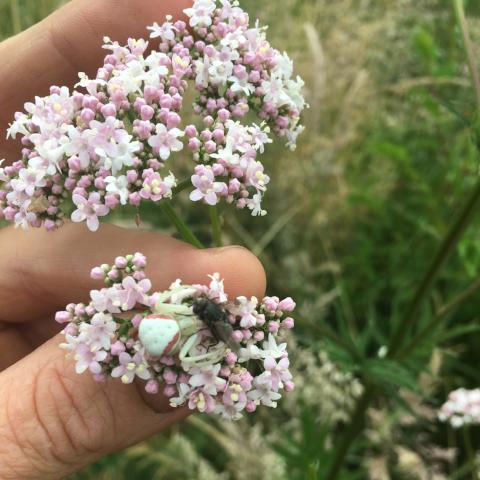 Valerian