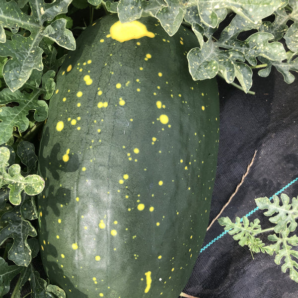 Watermelon, Moon & Stars Gold