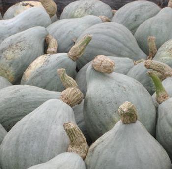 Winter Squash, Baby Blue Hubbard
