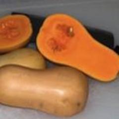 Winter Squash, Baby Butternut
