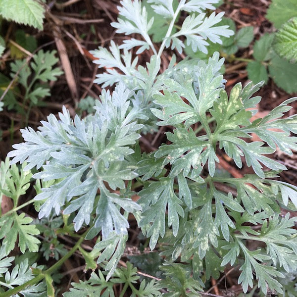 Wormwood, organic, open pollinated, medicinal