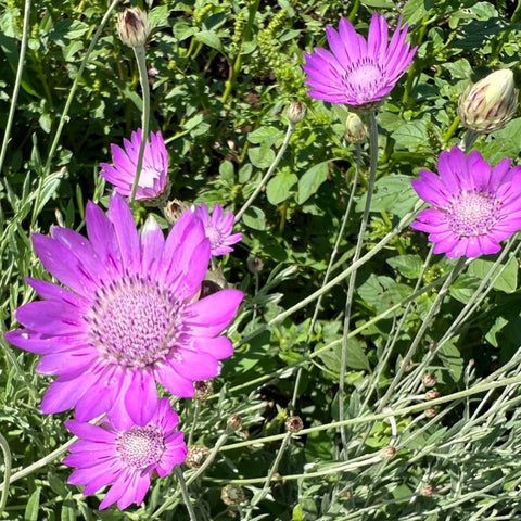 Xeranthemum