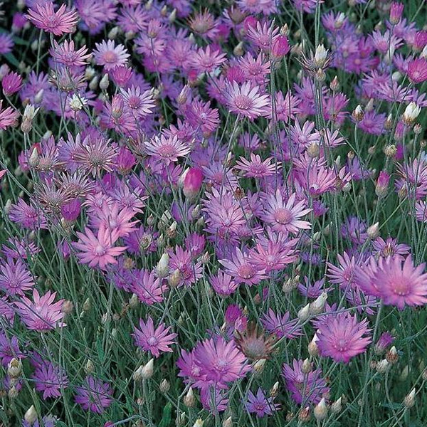 Xeranthemum, organic, cut flower
