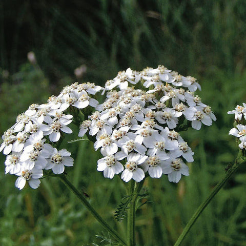 Yarrow, Common