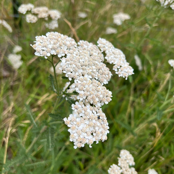 Yarrow, Common