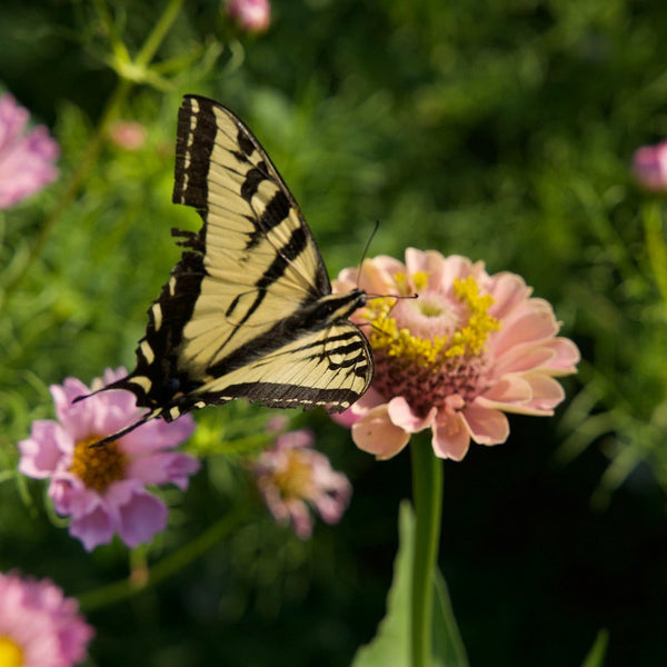 Zinnia, Queeny Lime Blush