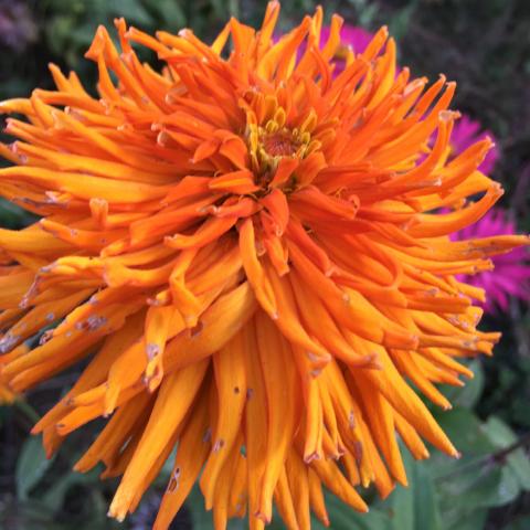 Zinnia, Cactus Mix