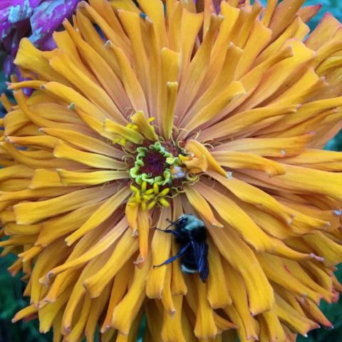 Zinnia, Cactus Mix