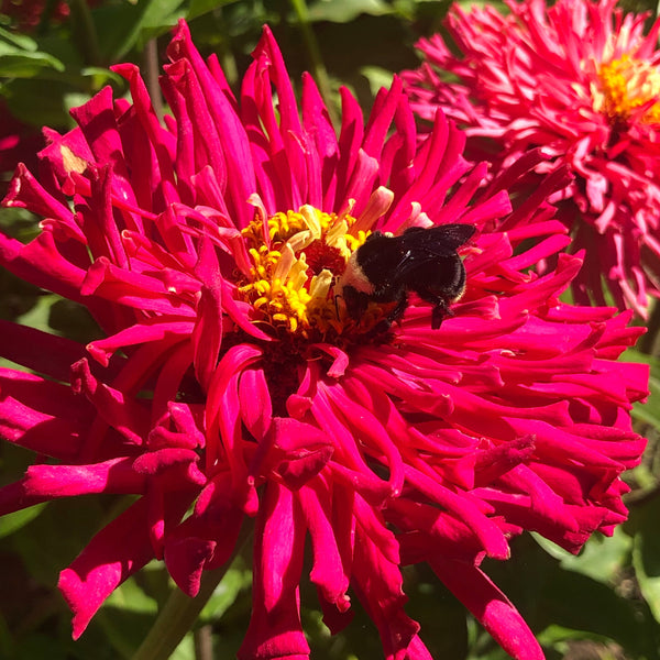 ZINNIA, Crazy Legs