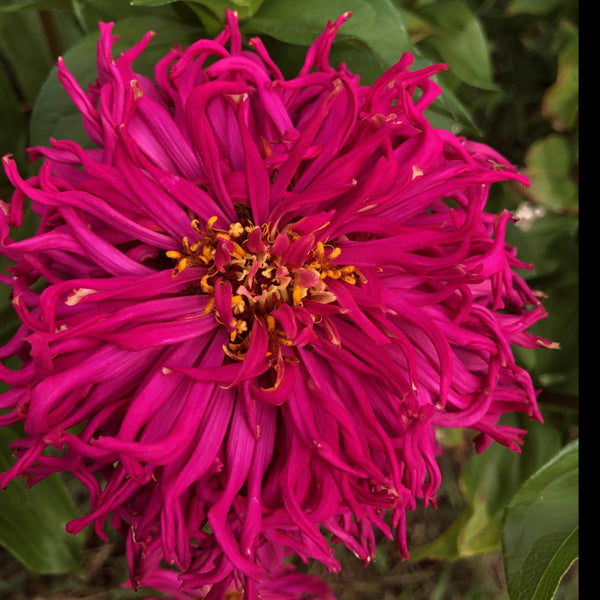 ZINNIA, Crazy Legs
