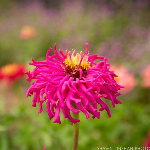 ZINNIA, Crazy Legs