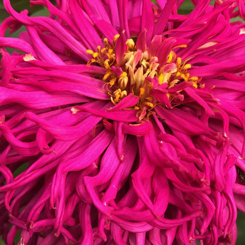 ZINNIA, Crazy Legs