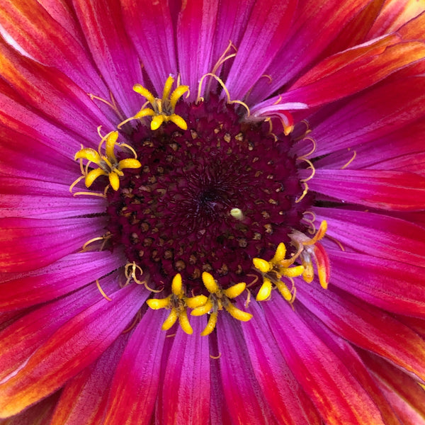 Zinnia, Dreamin' Mix