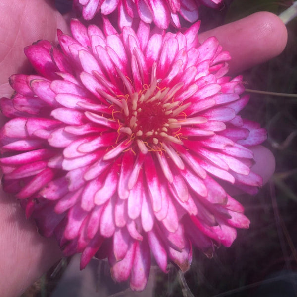 Zinnia, Dreamin' Mix