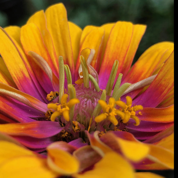 Zinnia, Dreamin' Mix