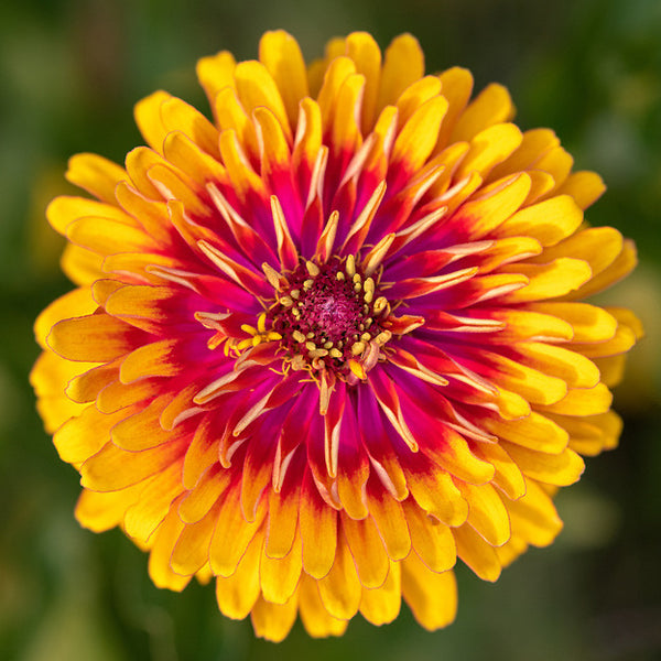 Dreamin' Mix Zinnia, organic, open pollinated, cut flower
