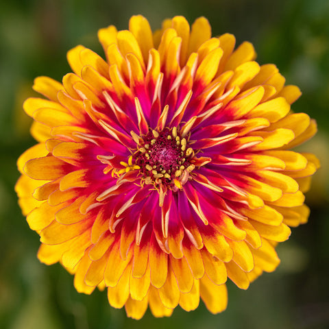 Zinnia, Dreamin' Mix
