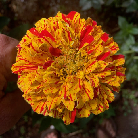 Zinnia, Peppermint Stick
