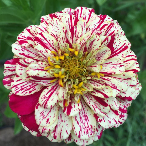 Zinnia, Peppermint Stick