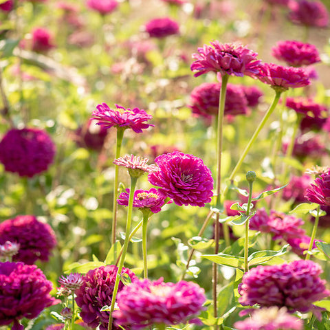 Zinnia, Purple Dahlia