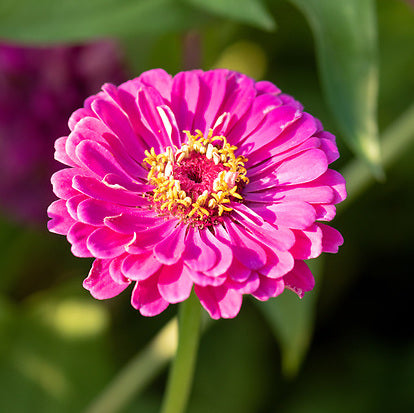 Zinnia, Purple Dahlia