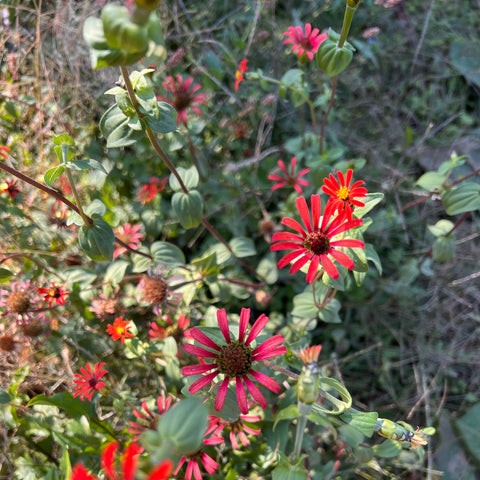 Zinnia, Red Spider